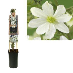 Clematis 'Early Sensation' +3.0 Label - Ø17cm - ↕75cm