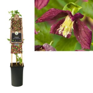 Clematis Cirrhosa 'Landsdowne Gem' +3.0 Label - Ø17cm - ↕75cm