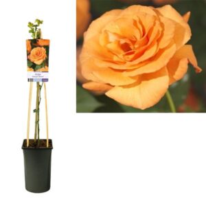Rosa 'Orange Climber' +light Label - Ø17cm - ↕75cm