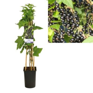 Ribes Nigrum 'Titania' +light Label - Ø17cm - ↕75cm