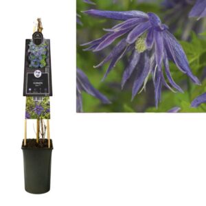 Clematis Spiky PBR +3.0 Label - Ø17cm - ↕75cm