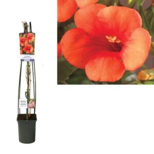 Campsis T. 'Madame Galen' +light Label - Ø23cm - ↕115cm