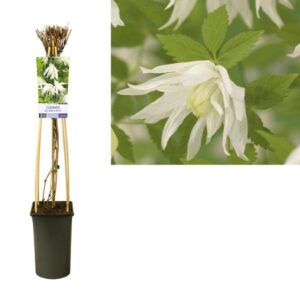 Clematis Alp. 'Albina Plena' +light Label - Ø17cm - ↕75cm