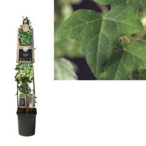 Hedera Helix +3.0 Label - Ø23cm - ↕115cm