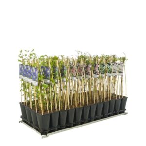 Mixshelf 50% Clematis, 50% Climbers +light Label - Ø17cm - ↕75cm