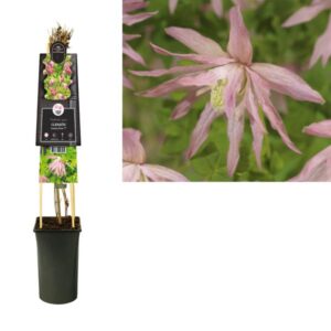 Clematis Country Rose PBR +3.0 Label - Ø17cm - ↕75cm