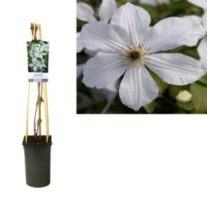Clematis 'Forever Friends' PBR +light Label - Ø17cm - ↕75cm