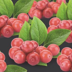 Vaccinium Corymbosum Pink Berry +3.0 Label - Ø17cm - ↕75cm