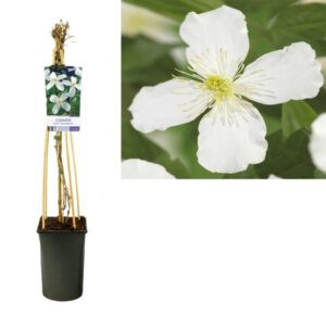 Clematis Montana 'Grandiflora' +light Label - Ø17cm - ↕75cm