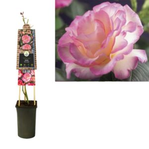Rosa 'Pink Candy' +3.0 Label - Ø17cm - ↕75cm