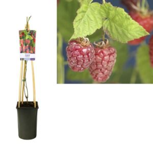 Rubus 'Tayberry' - Ø17cm - ↕75cm