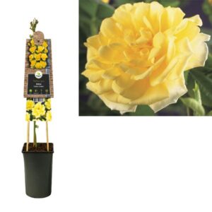 Rosa 'Golden Climber' +3.0 Label - Ø17cm - ↕75cm