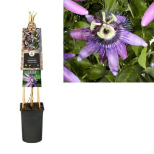 Passiflora 'Betty Miles Young' +3.0 Label - Ø17cm - ↕75cm