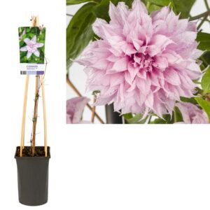 Clematis Multi Pink® PBR - Ø17cm - ↕75cm