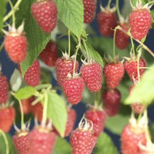 Rubus Idaeus 'Glen Ample' +3.0 Label - Ø17cm - ↕75cm