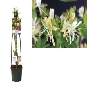 Lonicera Per. 'Belgica Select' - Ø23cm - ↕115cm