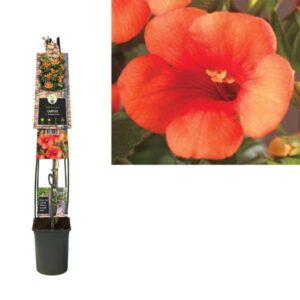 Campsis T. 'Madame Galen' +3.0 Label - Ø23cm - ↕115cm