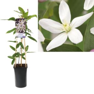 Clematis Armandii 'Apple Blossom' - Ø17cm - ↕75cm