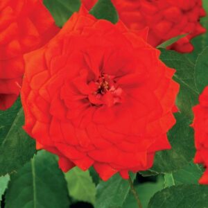 Rosa 'Superb Queen' +3.0 Label - Ø15cm - ↕65cm