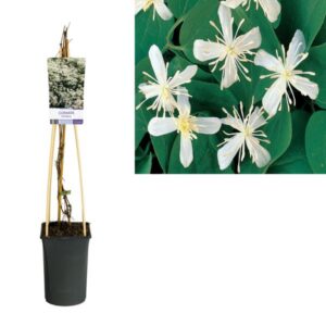 Clematis Terniflora - Ø17cm - ↕75cm