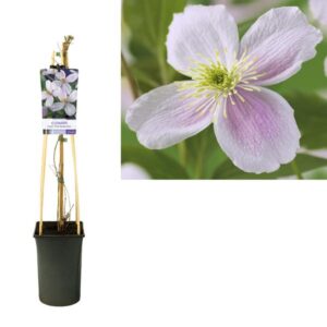 Clematis Montana 'Pink Perfection' - Ø17cm - ↕75cm