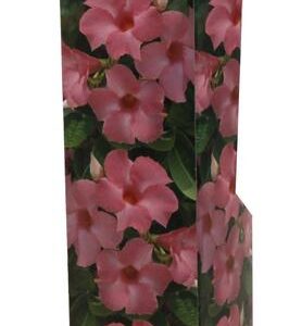 Dipladenia Roze - Ø10,5cm - ↕30cm