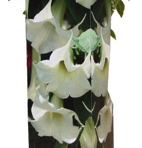 Brugmansia Wit - Ø9cm - ↕25cm
