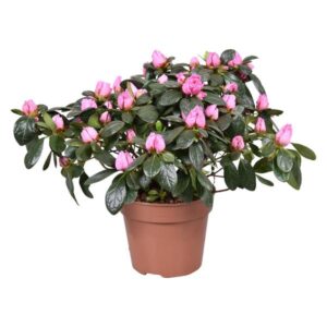 Azalea 'Maggy' Roze 13cm - Ø13cm - ↕30cm