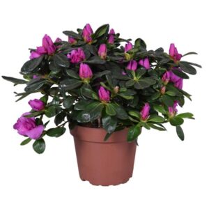 Azalea 'Renato' Paars 13cm - Ø13cm - ↕27cm