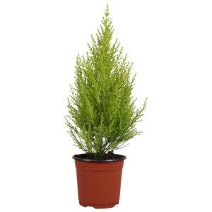 Cupressus Goldcrest Wilma - Hoogte 45-50 - Ø14cm - ↕45cm