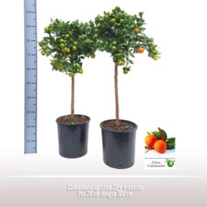 Calamondin Op Stam - Ø26cm - ↕100cm