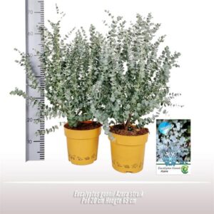 Eucalyptus Gunnii Azura Struik - Ø20cm - ↕50cm