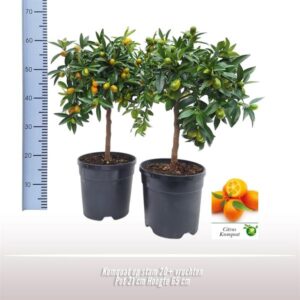 Kumquat Op Stam - Ø21cm - ↕65cm