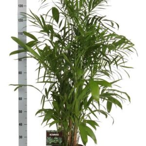 Chamaedorea Seifrizii - Ø27cm - ↕160cm