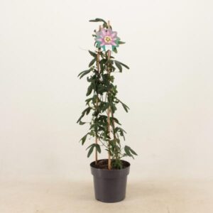 Passiflora Amethyst Piramide P17 - Ø17cm - ↕70cm