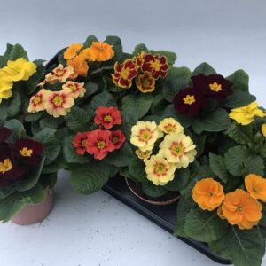 Primula Acaulis Retro Lookandtaste - Ø11cm - ↕15cm