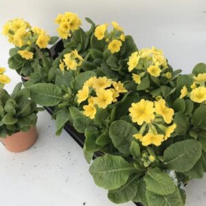 Primula Lemon Officinalis Lookandtaste - Ø11cm - ↕18cm