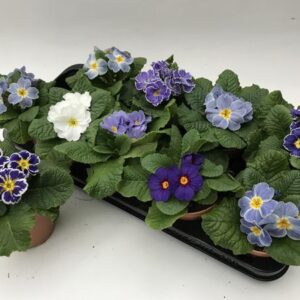 Primula Acaulis Dazzling Blue Lookandtaste - Ø11cm - ↕15cm