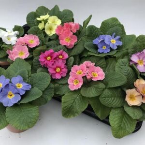 Primula Acaulis Amber Lookandtaste - Ø11cm - ↕15cm