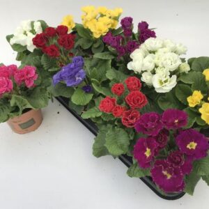 Primula Acaulis Baroque Dubbel Lookandtaste - Ø11cm - ↕15cm