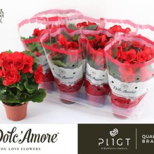 Begonia Baladin P12 Dolc'Amore® - Ø12cm - ↕28cm