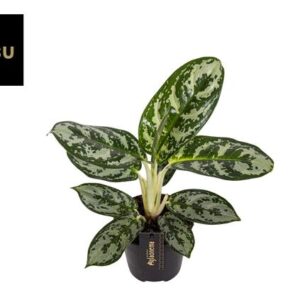 Aglaonema Amazon Silver - Ø12cm - ↕30cm