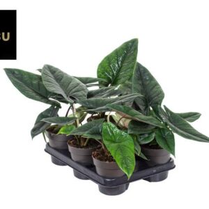 Alocasia Scalprum - Ø12cm - ↕30cm