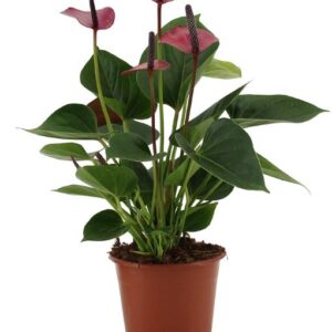 Anthurium Baby Purple In Transparant Sleeve - Ø12cm - ↕36cm