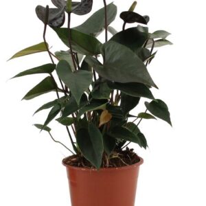 Anthurium Black Love In Transparant Sleeve - Ø12cm - ↕36cm