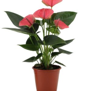 Anthurium Sweet Dream In Transparant Sleeve - Ø12cm - ↕36cm