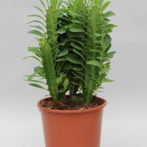 Euphorbia Trigona - Ø12cm - ↕40cm