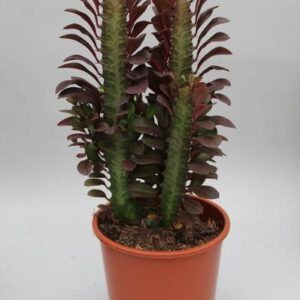 Euphorbia Trigona Rubra - Ø12cm - ↕40cm