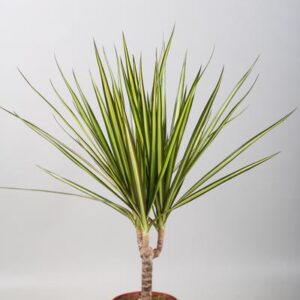 Dracaena Sunray Enkele Stam - Ø12cm - ↕50cm