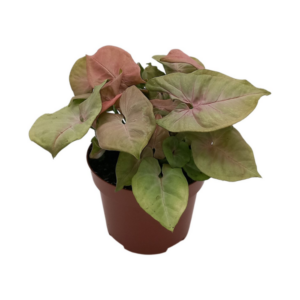 Syngonium 'Red Heart' - Ø13cm - ↕25cm